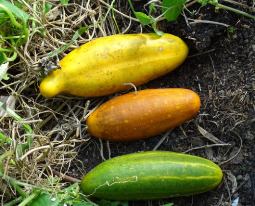 Samen Gurke Pappelchen